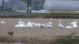 よく見ないと田んぼの雪かと思ってしまいますが、たくさんの白鳥です。